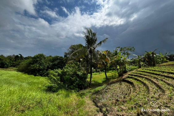 Image 3 from 114.5 are riverfront land for sale freehold in Kelecung Tabanan