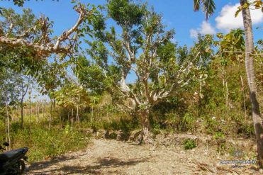 Image 3 from Land For Sale Freehold in Nusa Penida Island