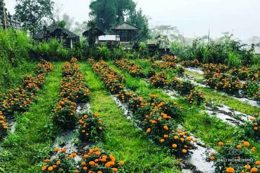 Image 1 from LAND FOR SALE LEASEHOLD IN KINTAMANI