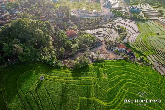 Image 1 from Land with 125m Wide Ricefield View for Sale Freehold in Bali Pererenan - Tumbak Bayuh